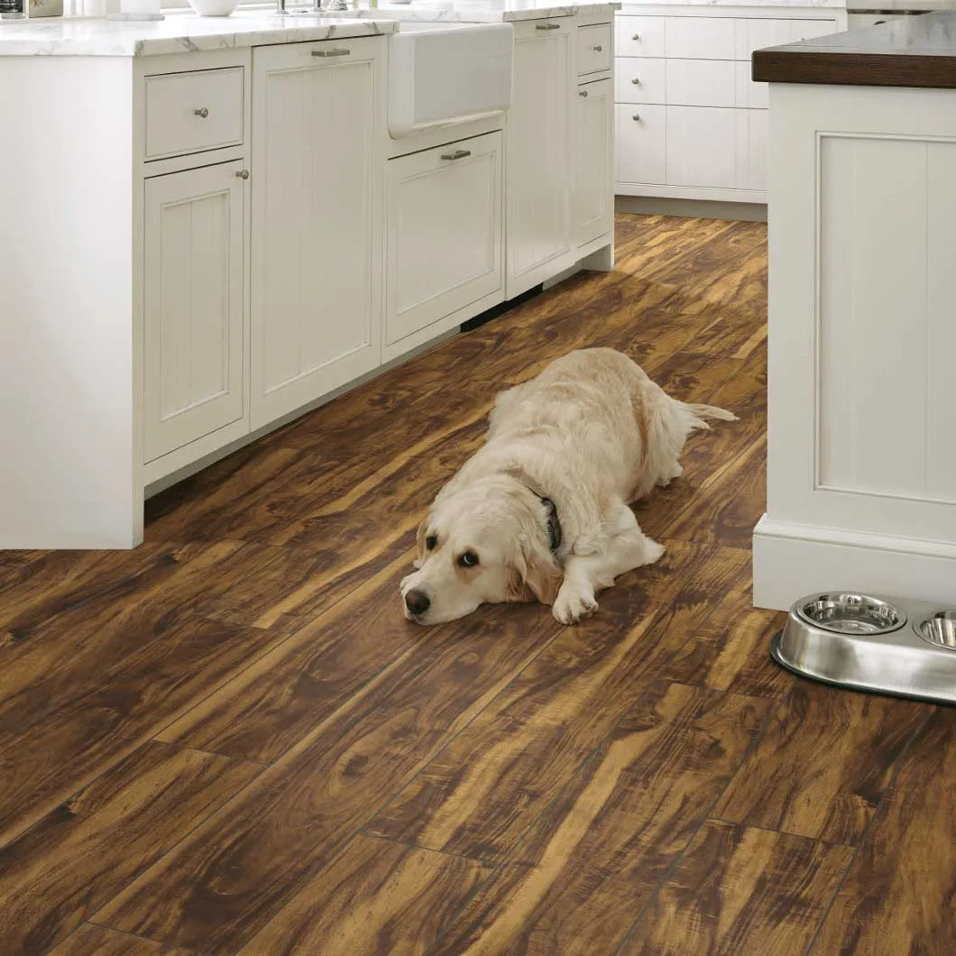 Dog resting on vinyl flooring | Off-Price Carpet Outlet
